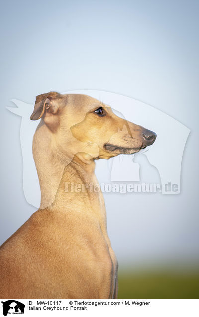 Italienisches Windspiel Portrait / Italian Greyhound Portrait / MW-10117