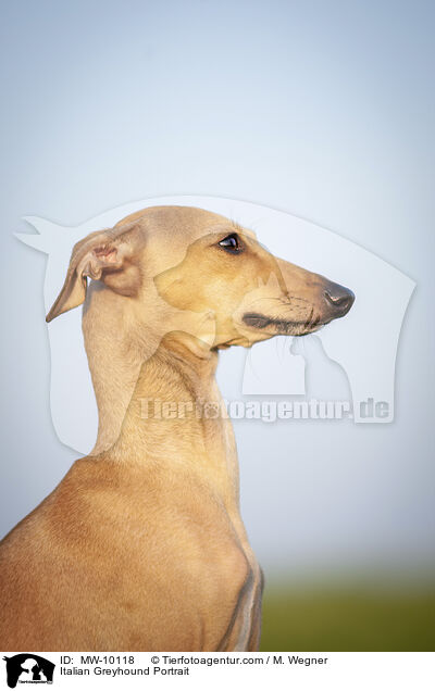 Italienisches Windspiel Portrait / Italian Greyhound Portrait / MW-10118