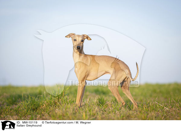 Italienisches Windspiel / Italian Greyhound / MW-10119