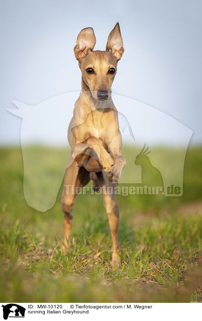 rennendes Italienisches Windspiel / running Italian Greyhound / MW-10120