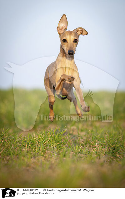 jumping Italian Greyhound / MW-10121