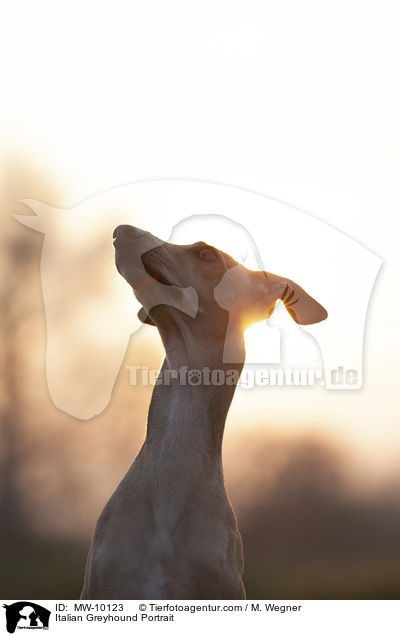 Italienisches Windspiel Portrait / Italian Greyhound Portrait / MW-10123
