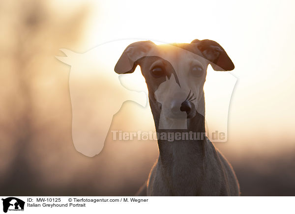 Italienisches Windspiel Portrait / Italian Greyhound Portrait / MW-10125