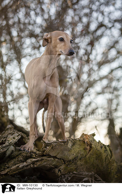 Italian Greyhound / MW-10130