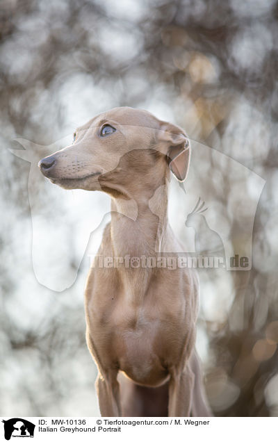 Italienisches Windspiel Portrait / Italian Greyhound Portrait / MW-10136