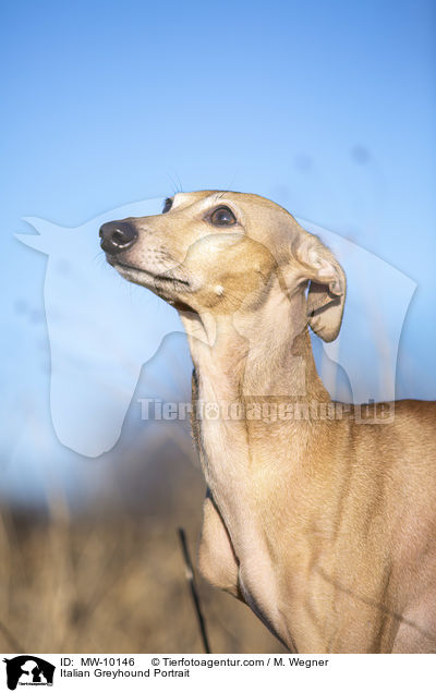 Italienisches Windspiel Portrait / Italian Greyhound Portrait / MW-10146