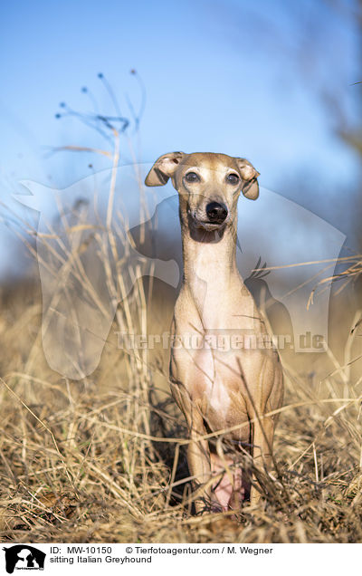 sitzendes Italienisches Windspiel / sitting Italian Greyhound / MW-10150