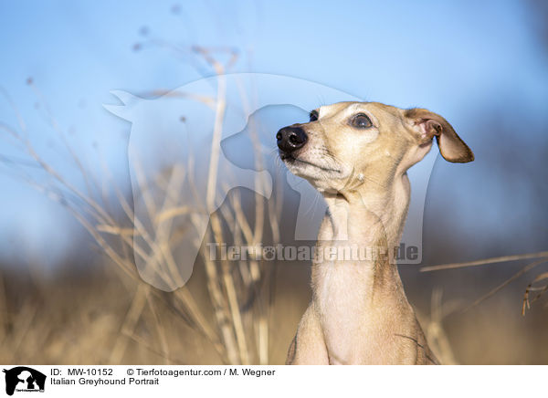 Italienisches Windspiel Portrait / Italian Greyhound Portrait / MW-10152
