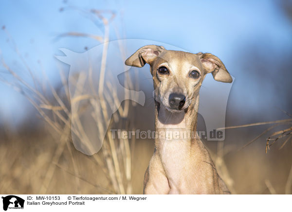 Italienisches Windspiel Portrait / Italian Greyhound Portrait / MW-10153