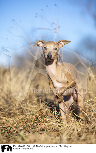 Italienisches Windspiel / Italian Greyhound / MW-10156