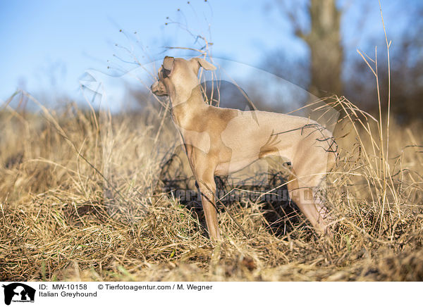 Italienisches Windspiel / Italian Greyhound / MW-10158