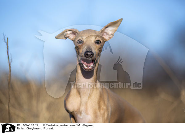 Italienisches Windspiel Portrait / Italian Greyhound Portrait / MW-10159