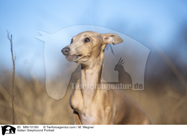 Italienisches Windspiel Portrait / Italian Greyhound Portrait / MW-10160
