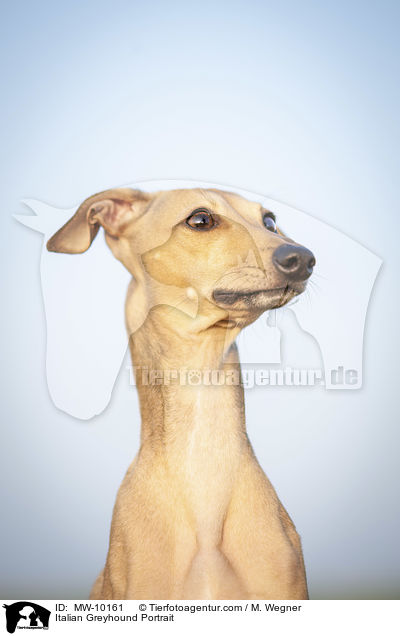 Italienisches Windspiel Portrait / Italian Greyhound Portrait / MW-10161