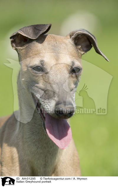Italienisches Windspiel Portrait / Italian Greyhound portrait / AH-01295