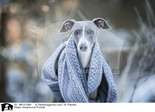 Italian Greyhound Portrait / NP-01089