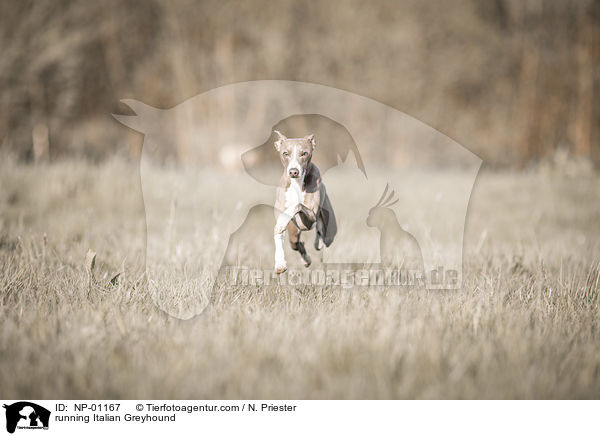 rennendes Italienisches Windspiel / running Italian Greyhound / NP-01167