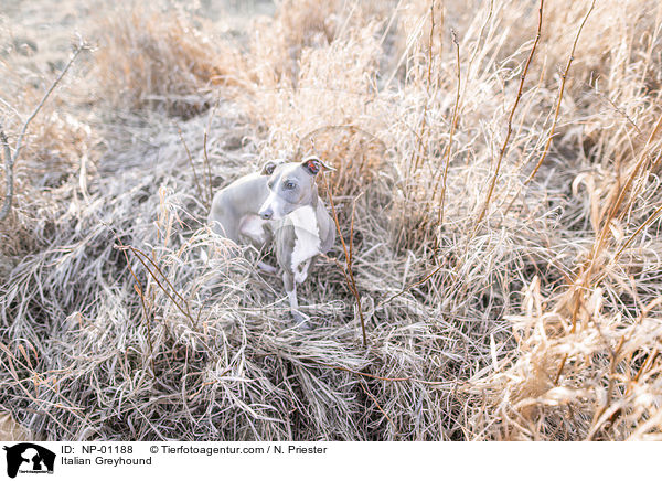 Italienisches Windspiel / Italian Greyhound / NP-01188