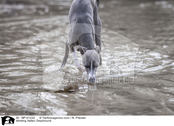 trinkendes Italienisches Windspiel / drinking Italian Greyhound / NP-01222