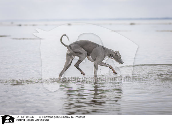 trabendes Italienisches Windspiel / trotting Italian Greyhound / NP-01237