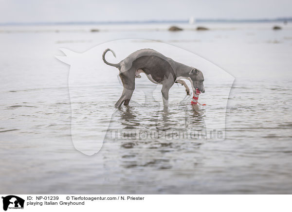 spielendes Italienisches Windspiel / playing Italian Greyhound / NP-01239