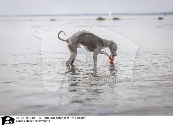 spielendes Italienisches Windspiel / playing Italian Greyhound / NP-01240