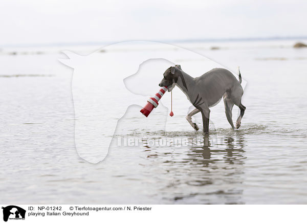 spielendes Italienisches Windspiel / playing Italian Greyhound / NP-01242