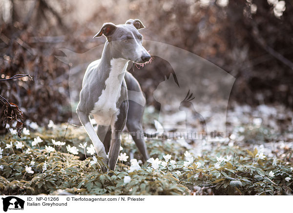 Italienisches Windspiel / Italian Greyhound / NP-01266