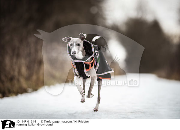 running Italian Greyhound / NP-01314
