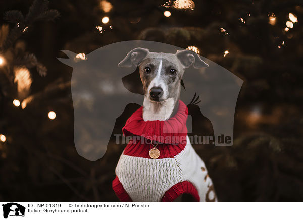 Italian Greyhound portrait / NP-01319