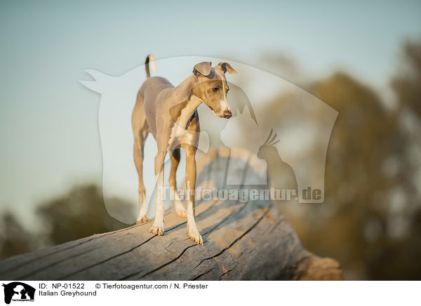 Italienisches Windspiel / Italian Greyhound / NP-01522