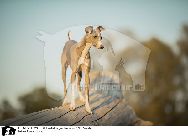 Italian Greyhound / NP-01523
