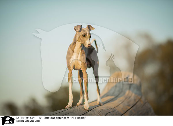 Italienisches Windspiel / Italian Greyhound / NP-01524