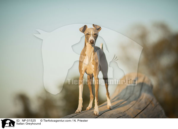 Italienisches Windspiel / Italian Greyhound / NP-01525