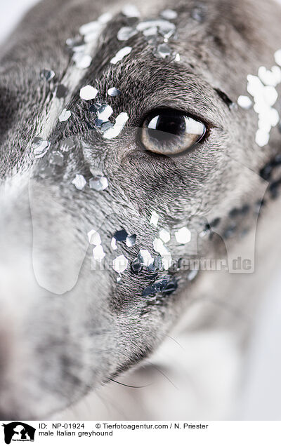 Italienisches Windspiel Rde / male Italian greyhound / NP-01924