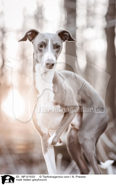 Italienisches Windspiel Rde / male Italian greyhound / NP-01930