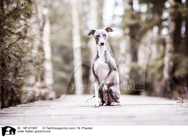 Italienisches Windspiel Rde / male Italian greyhound / NP-01967