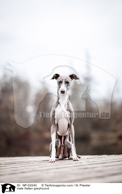 Italienisches Windspiel Rde / male Italian greyhound / NP-02040