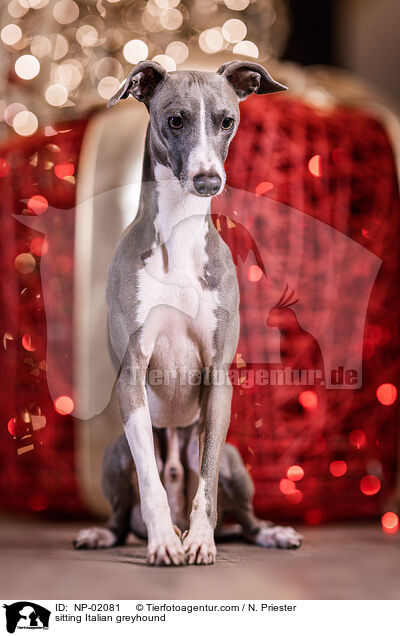 sitzendes Italienisches Windspiel / sitting Italian greyhound / NP-02081