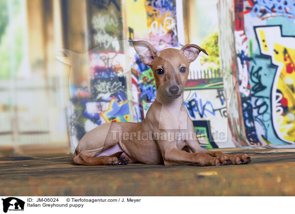 Italienisches Windspiel  Welpe / Italian Greyhound puppy / JM-06024
