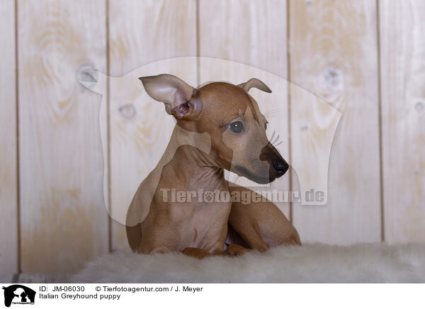 Italienisches Windspiel  Welpe / Italian Greyhound puppy / JM-06030