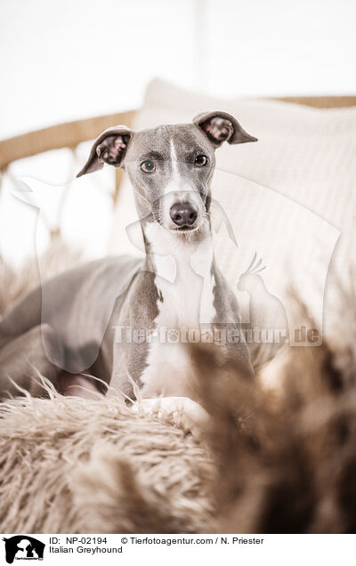 Italienisches Windspiel / Italian Greyhound / NP-02194