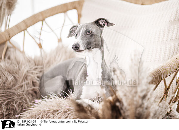 Italienisches Windspiel / Italian Greyhound / NP-02195