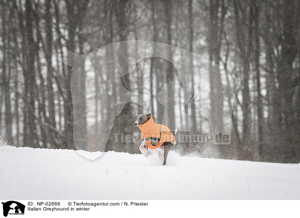 Italienisches Windspiel im Winter / Italian Greyhound in winter / NP-02666
