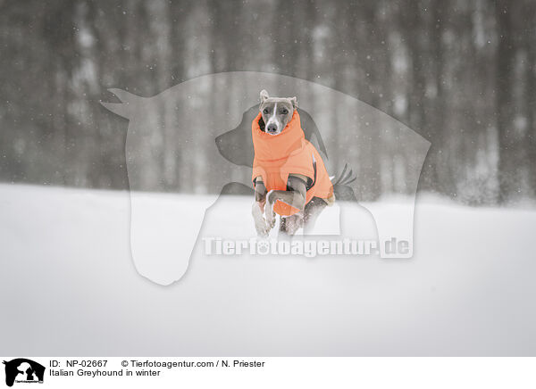 Italienisches Windspiel im Winter / Italian Greyhound in winter / NP-02667