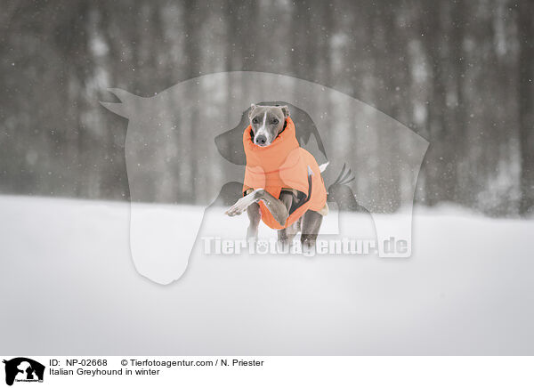 Italienisches Windspiel im Winter / Italian Greyhound in winter / NP-02668