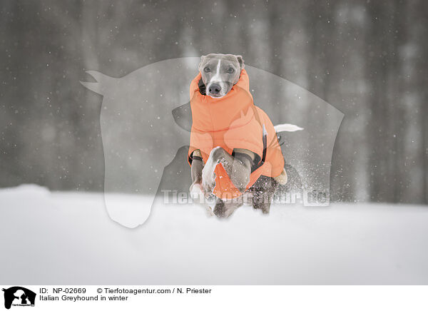 Italienisches Windspiel im Winter / Italian Greyhound in winter / NP-02669