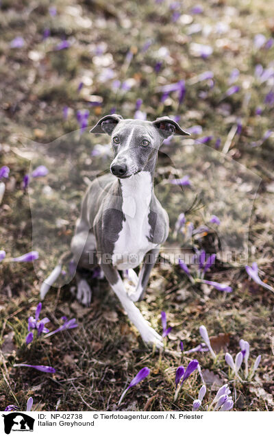 Italian Greyhound / NP-02738