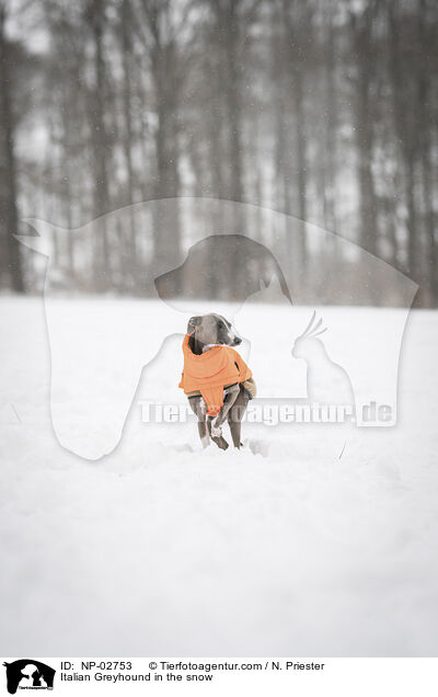 Italienisches Windspiel im Schnee / Italian Greyhound in the snow / NP-02753