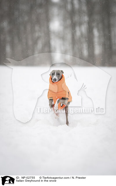 Italienisches Windspiel im Schnee / Italian Greyhound in the snow / NP-02755